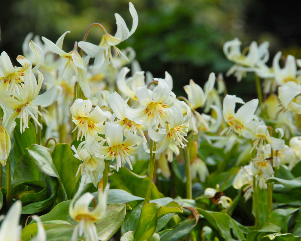 Erythronium 'White Beauty'
