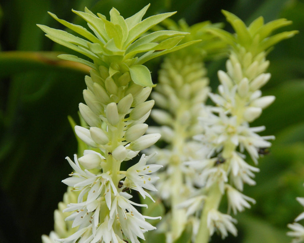 Eucomis autumnalis