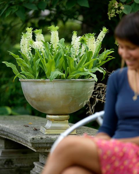 Eucomis autumnalis