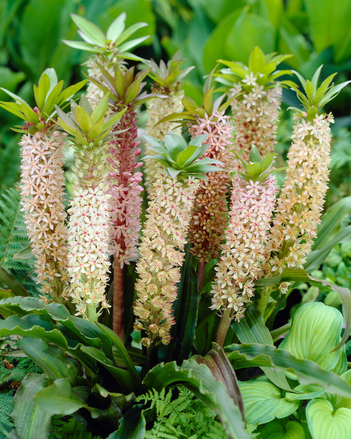 Eucomis comosa XXL bulbs Buy mixed pineapple lilies online at
