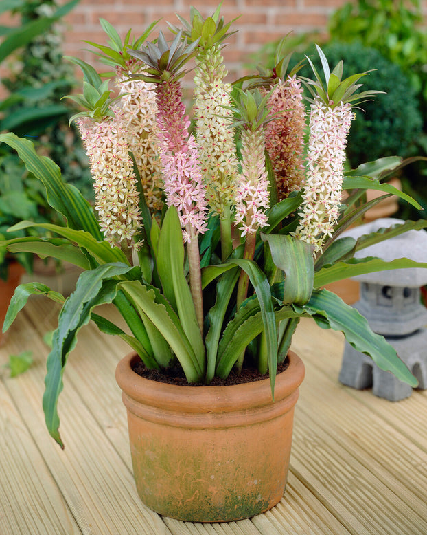 Eucomis comosa 'XXL'