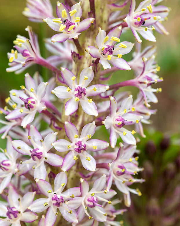 Eucomis comosa 'XXL'