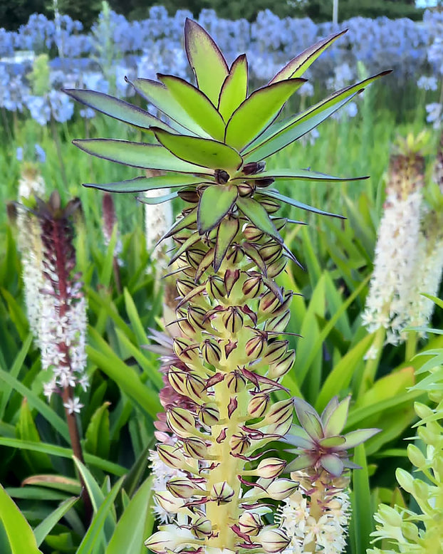 Eucomis comosa 'XXL'