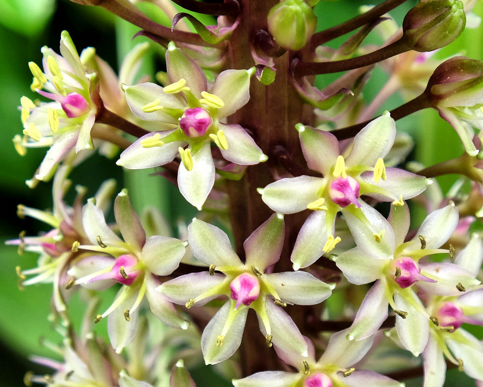 Eucomis comosa 'XXL'