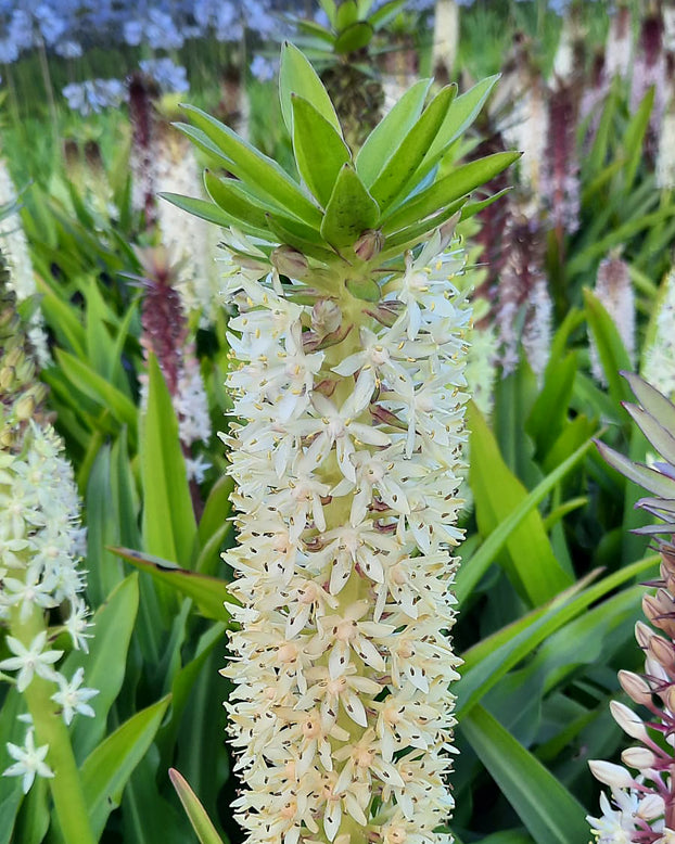 Eucomis comosa 'XXL'