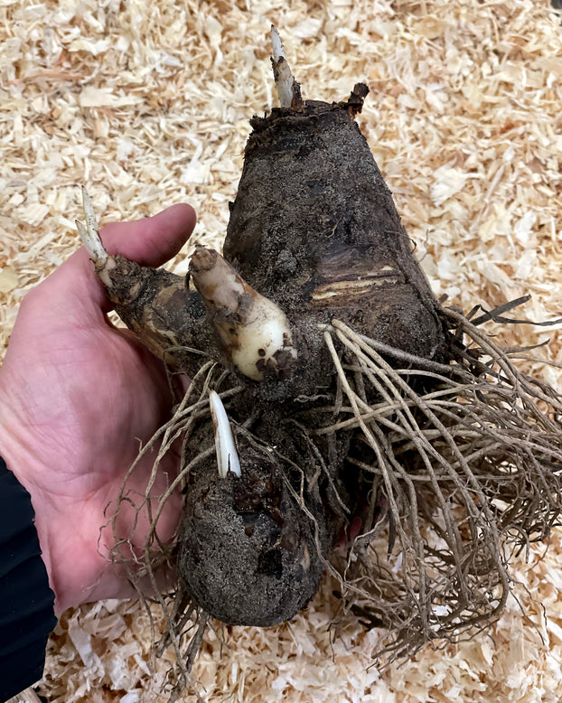 Eucomis comosa 'XXL'