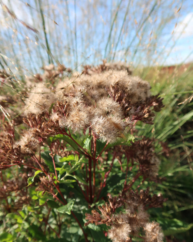 Eupatorium 'Baby Joe'