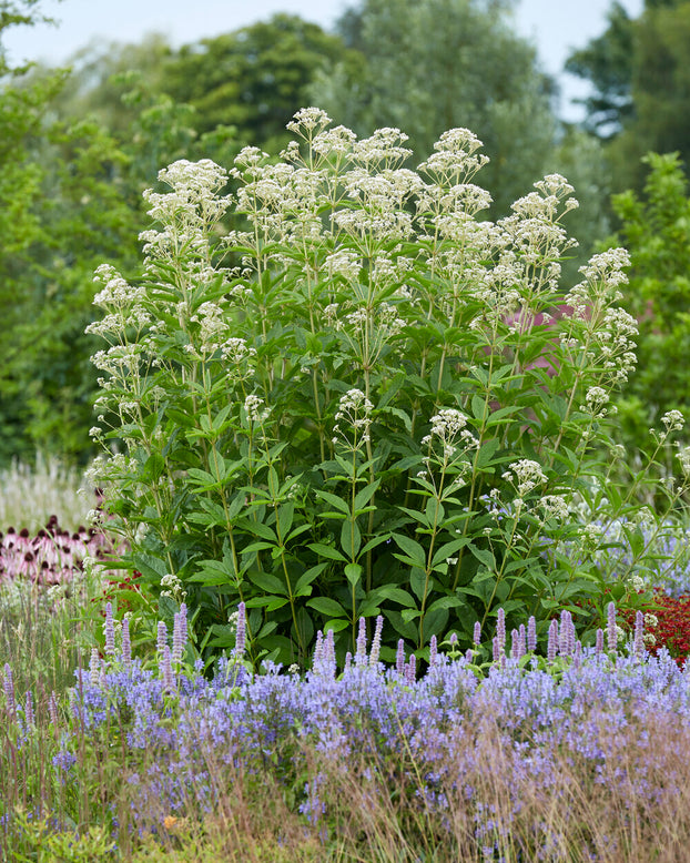 Eupatorium 'Snowball'
