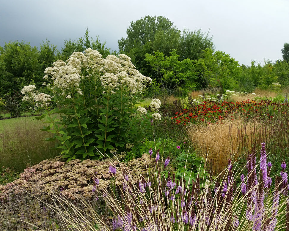 Eupatorium 'Snowball'