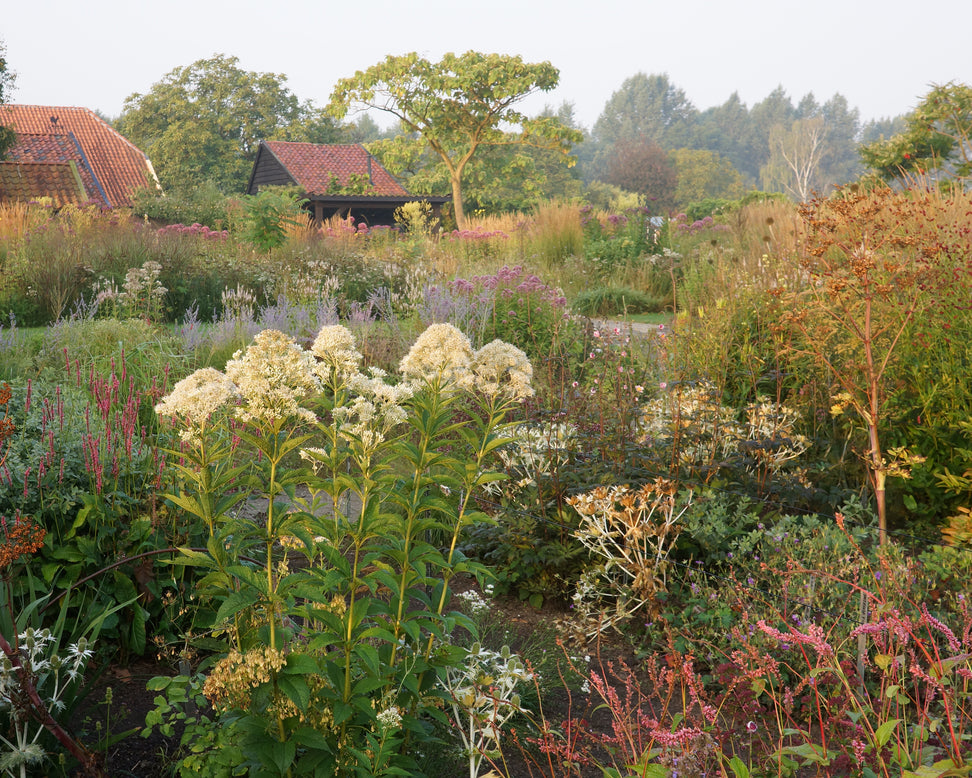 Eupatorium 'Snowball'
