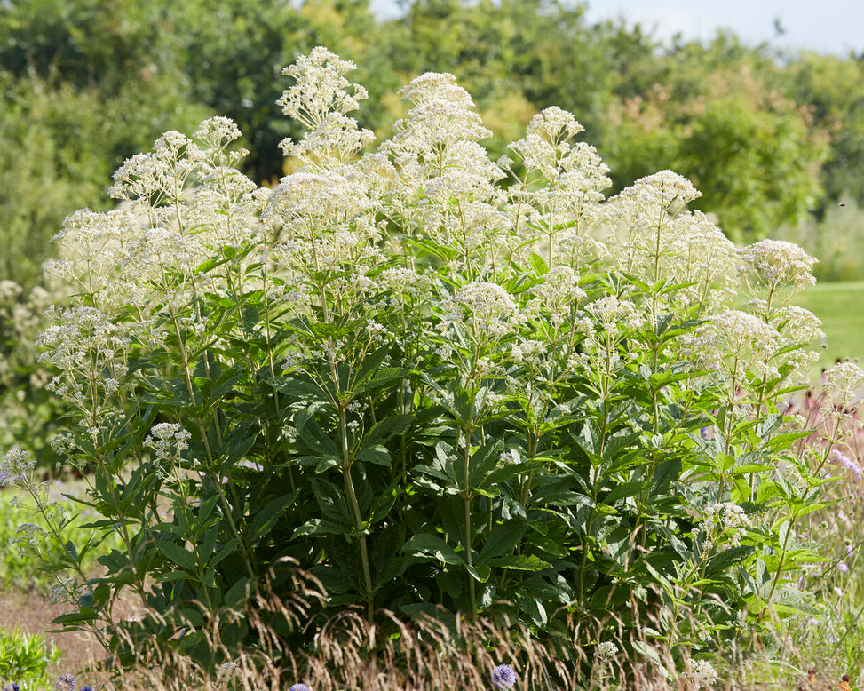 Eupatorium 'Snowball'