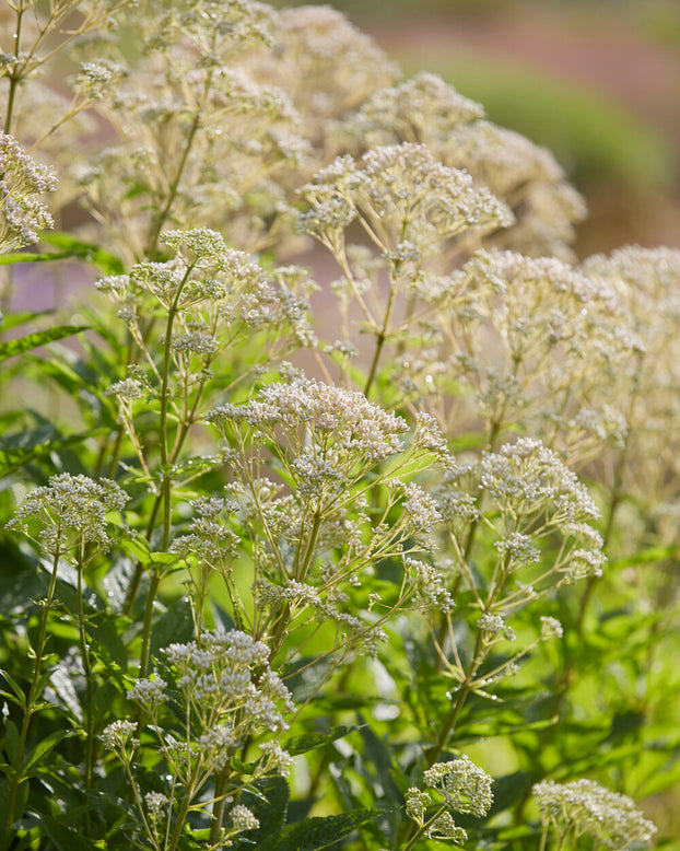 Eupatorium 'Snowball'