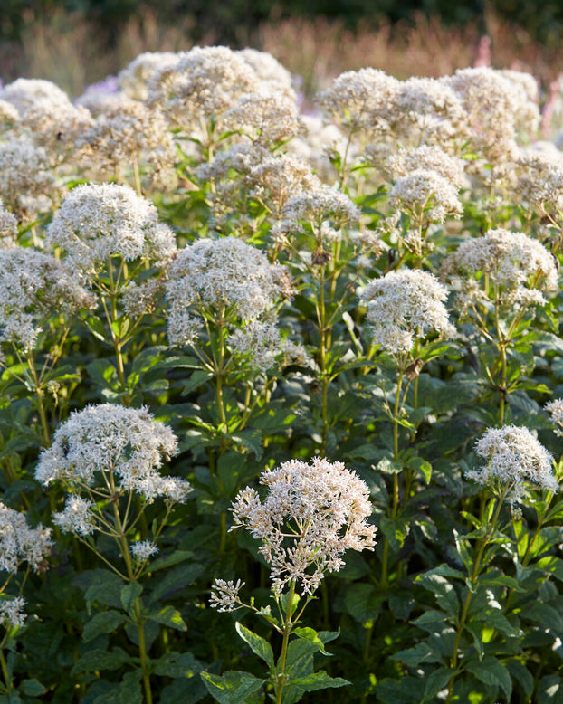 Eupatorium 'Snowball'