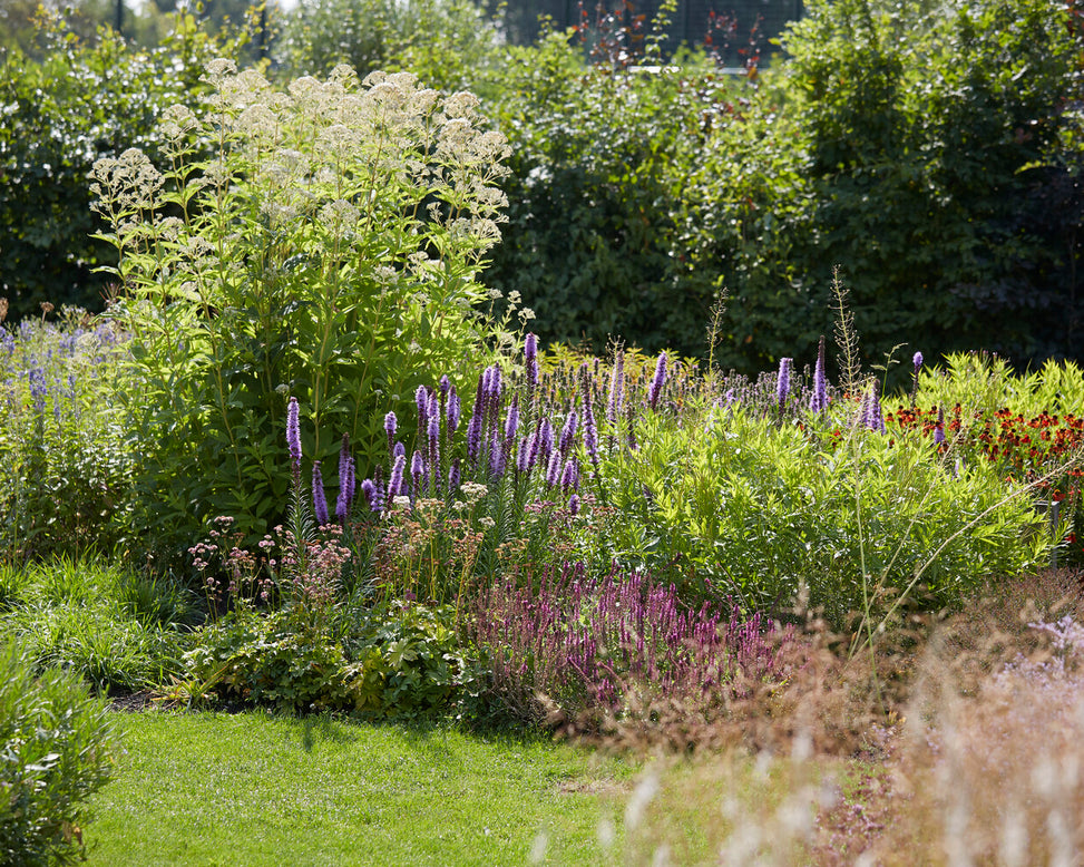Eupatorium 'Snowball'