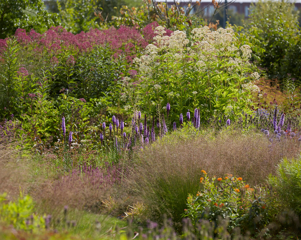 Eupatorium 'Snowball'
