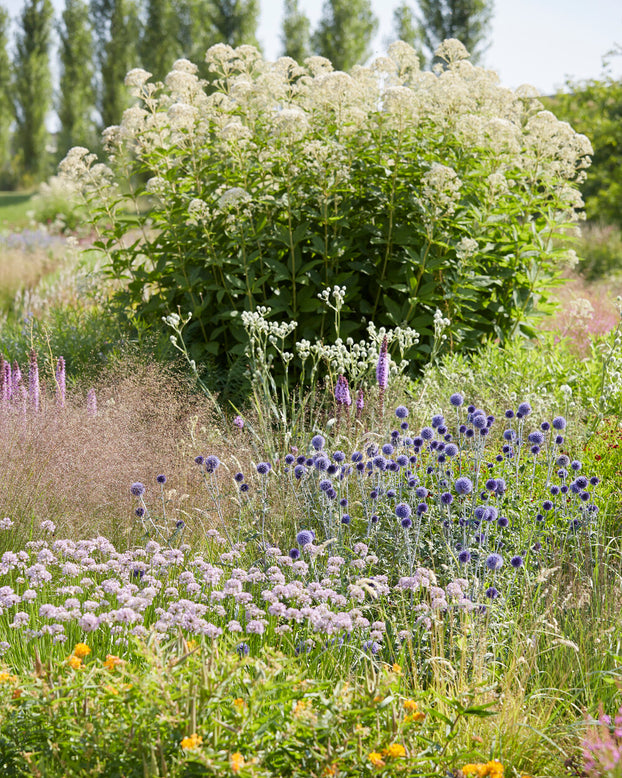 Eupatorium 'Snowball'