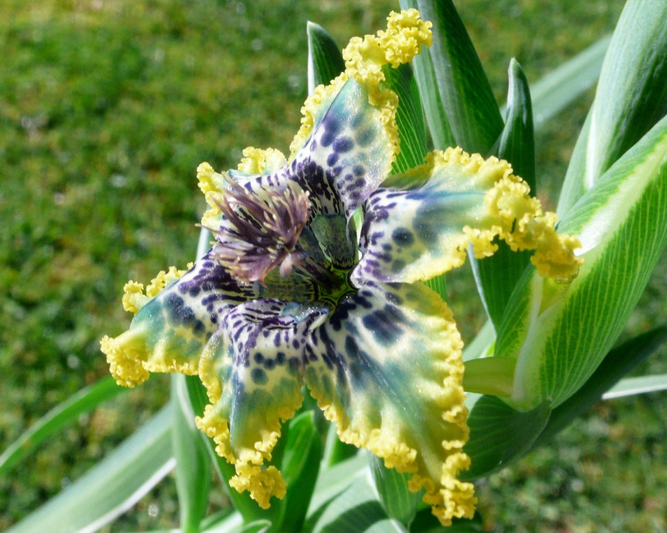 Ferraria crispa