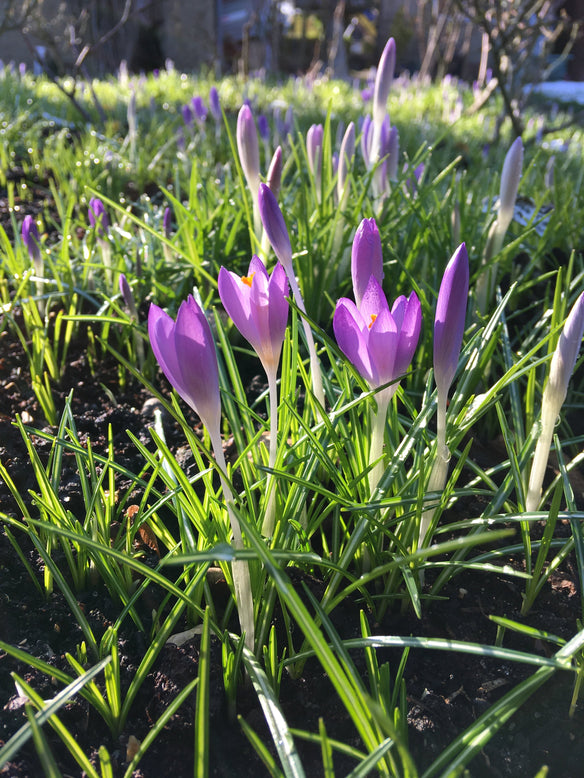 Crocus 'Yalta'
