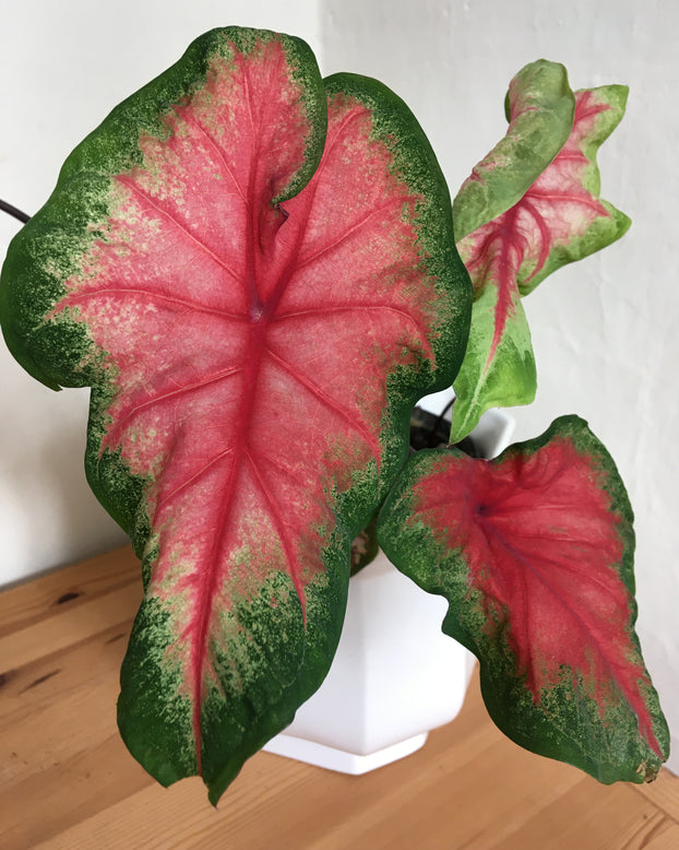 Caladium 'Freida Hemple'