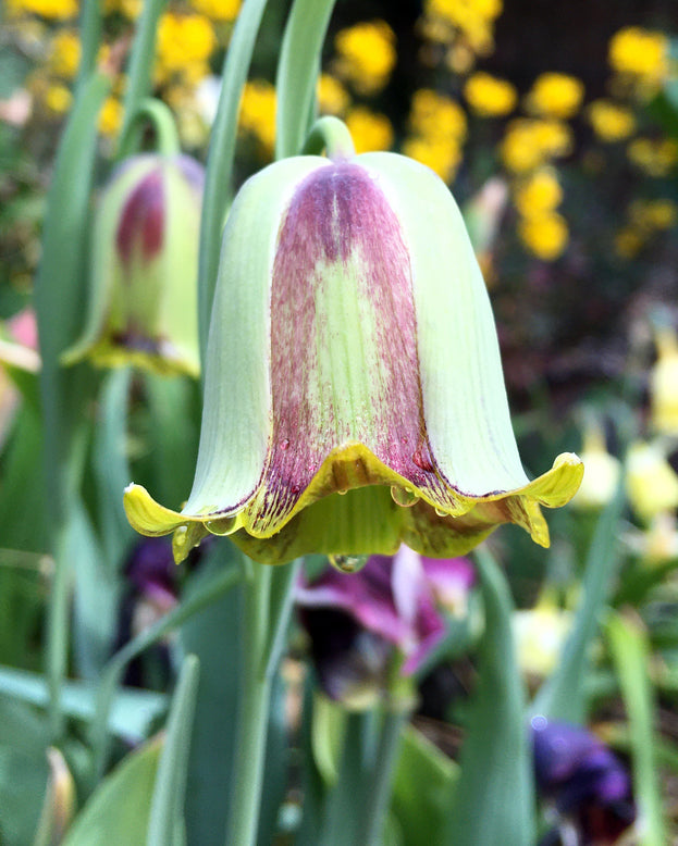 Fritillaria acmopetala