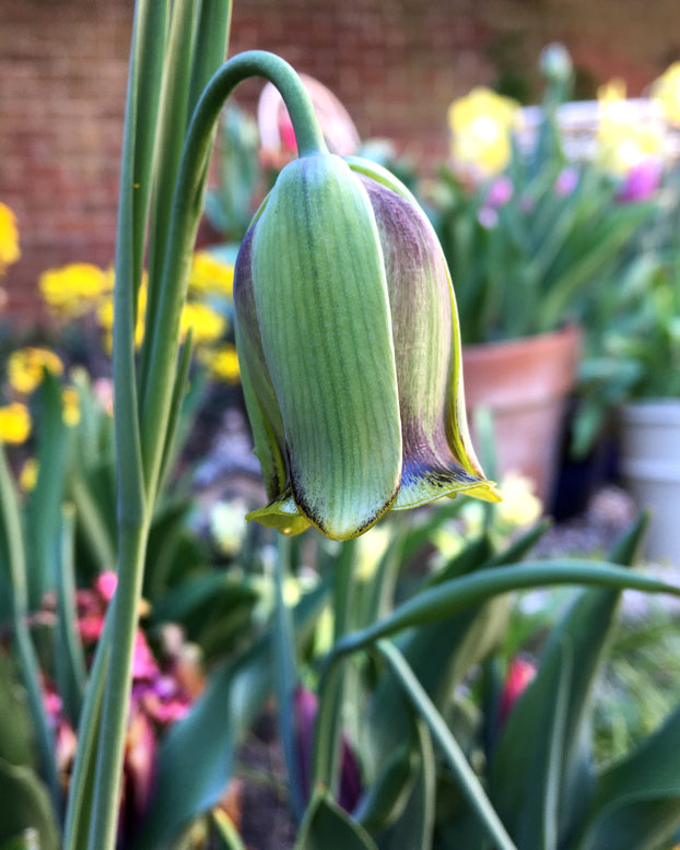 Fritillaria acmopetala