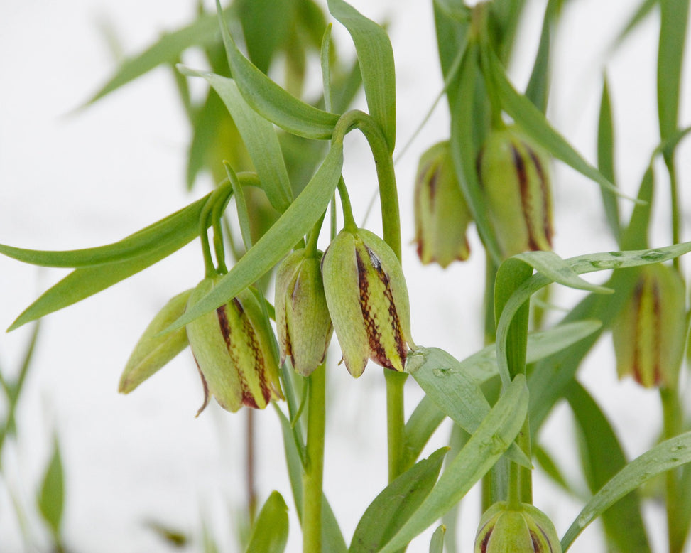 Flower BulbsAcmopetala Bulbs UK - 3