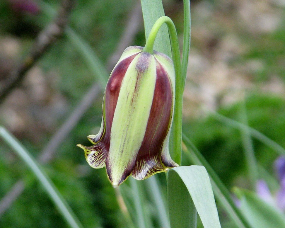 Fritillaria acmopetala