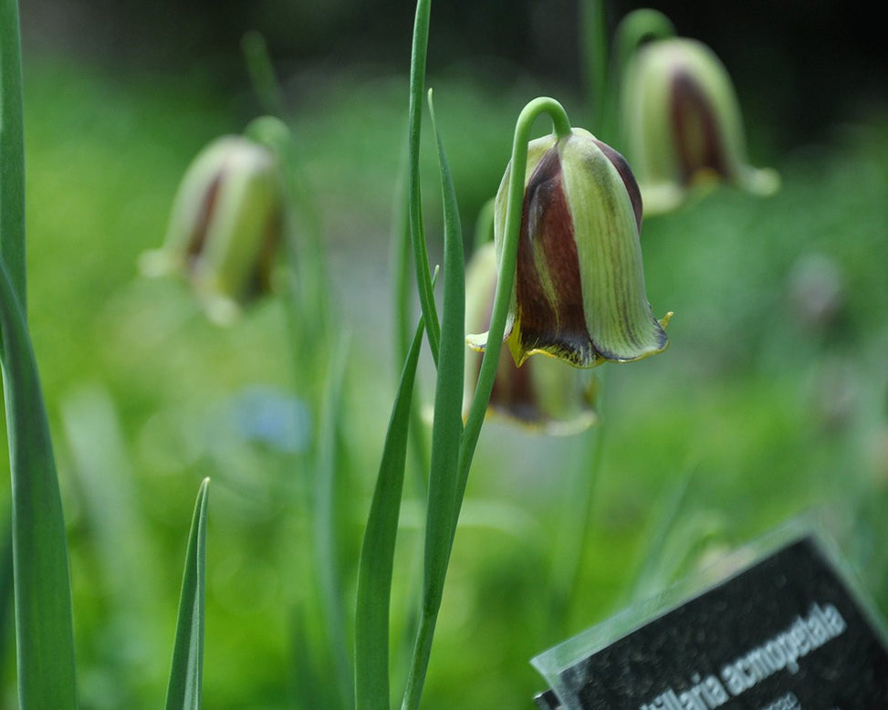 Fritillaria acmopetala