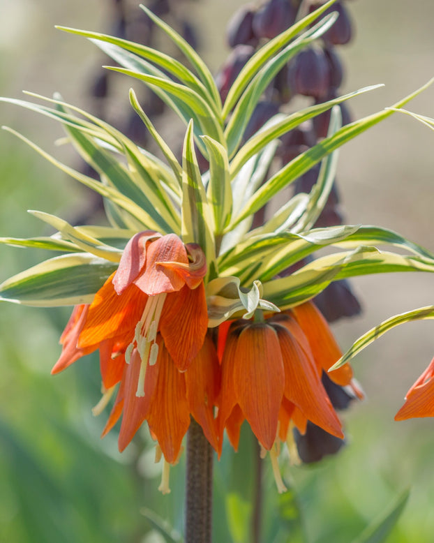 Fritillaria imperialis 'Aureomarginata'