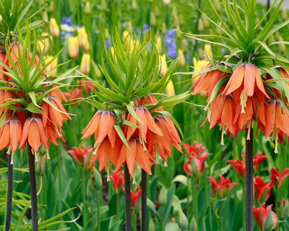 Fritillaria imperialis 'Aurora'