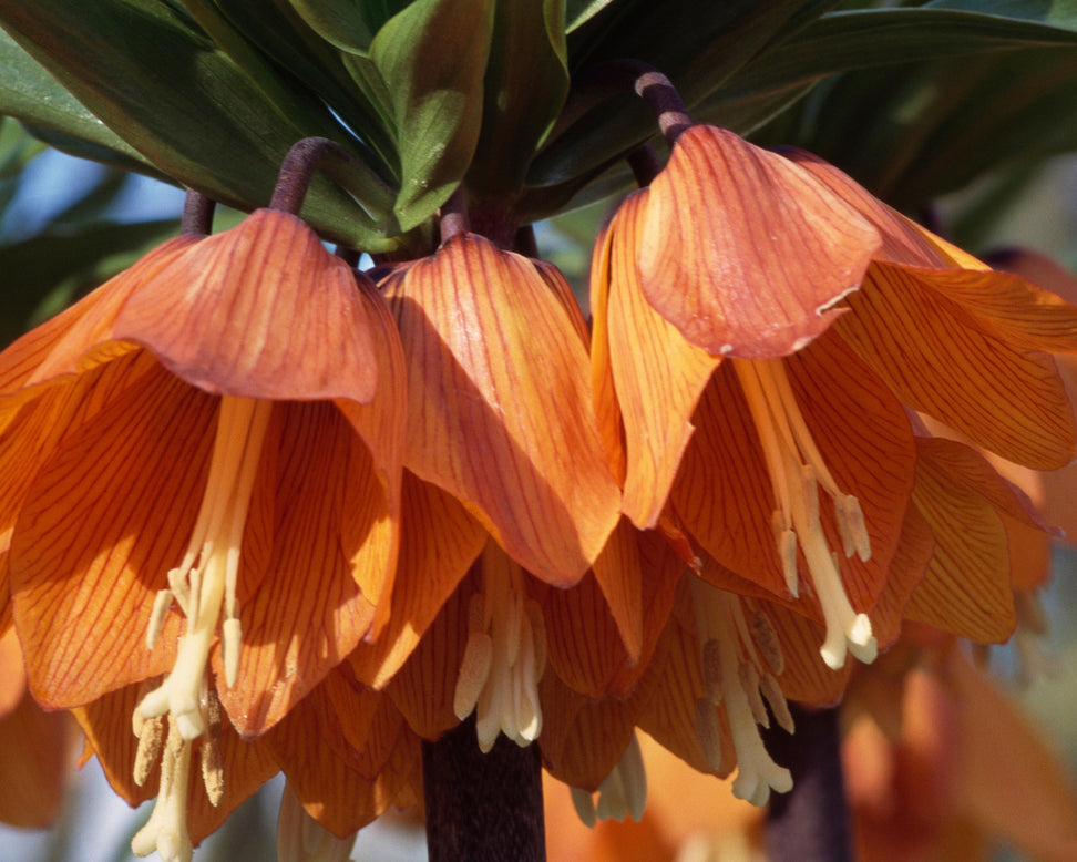 Fritillaria imperialis 'Aurora'
