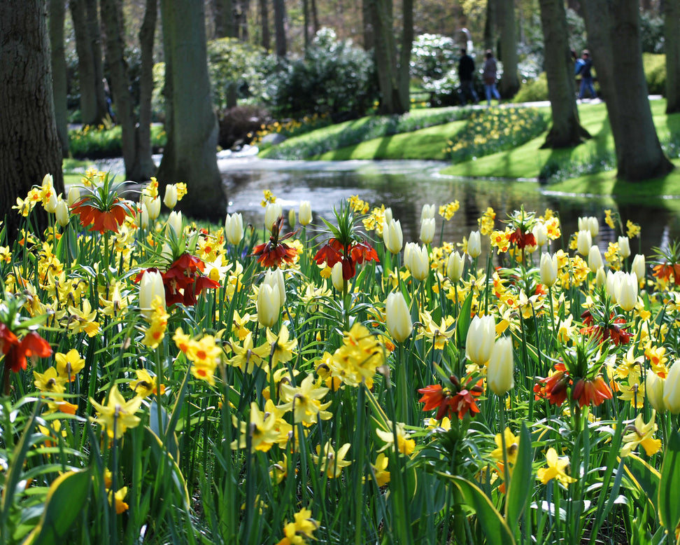 Fritillaria imperialis 'Aurora'