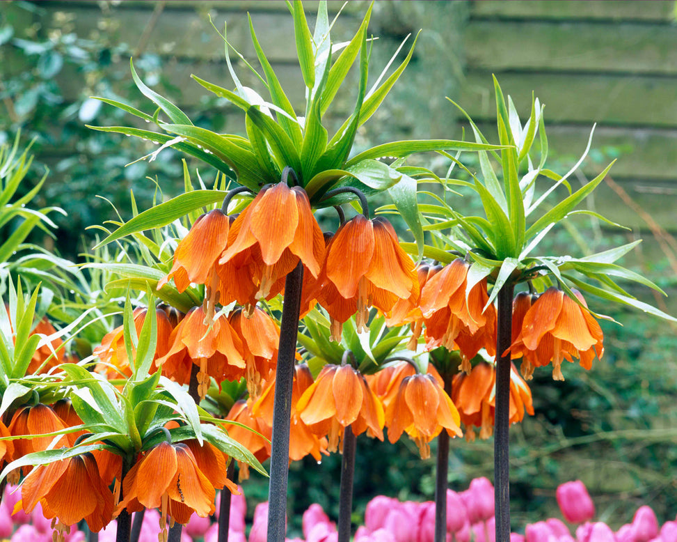 Fritillaria imperialis 'Aurora'