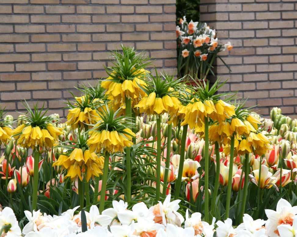 Fritillaria imperialis 'Lutea'