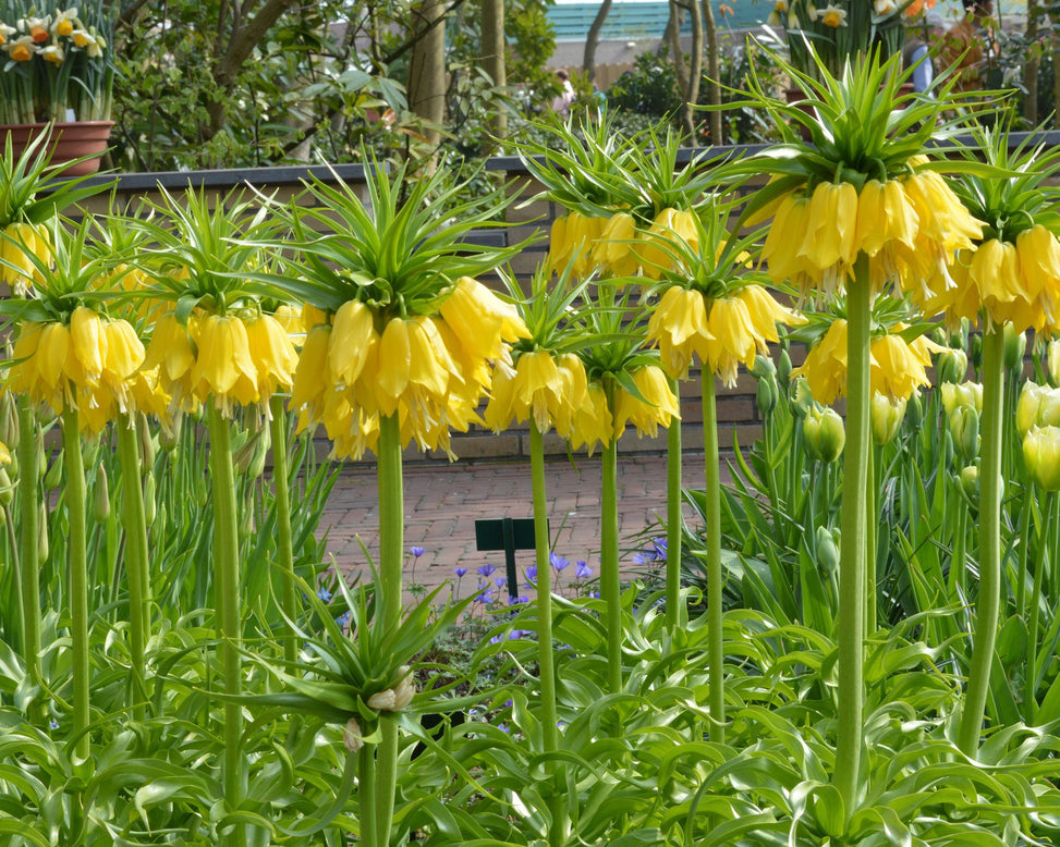 Flower Bulbsimperialis Lutea Bulbs UK - 3