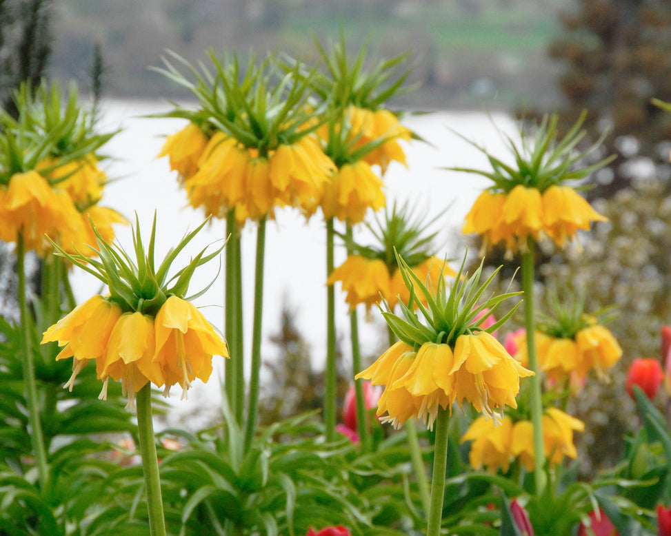 Flower Bulbsimperialis Lutea Bulbs UK - 4