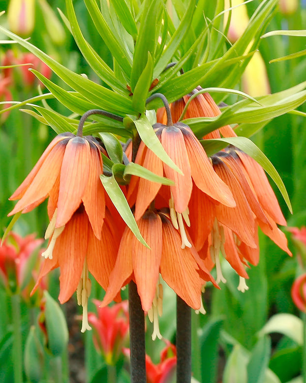 Fritillaria imperialis 'Aurora'