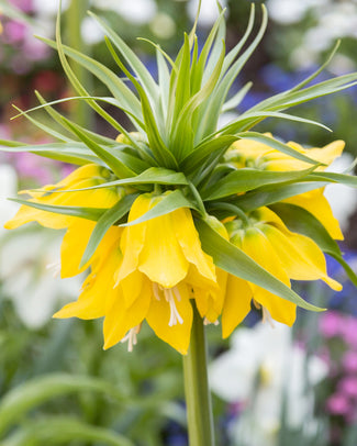 Fritillaria imperialis 'Lutea' Fritillaria imperialis 'Lutea'