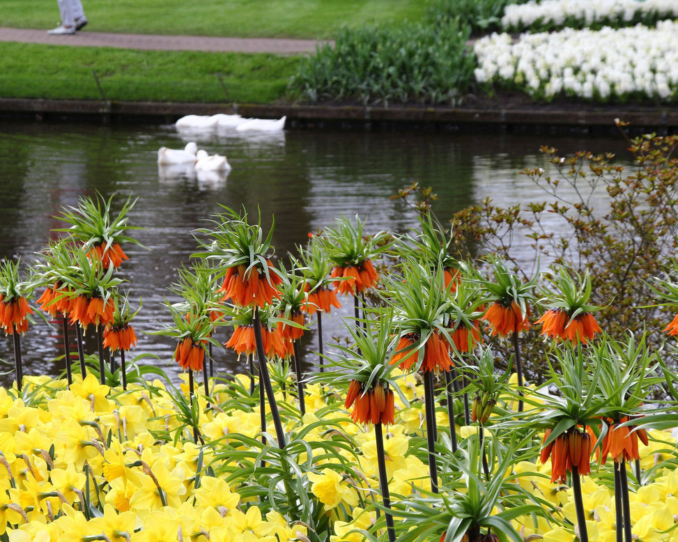 Fritillaria imperialis 'Rubra'