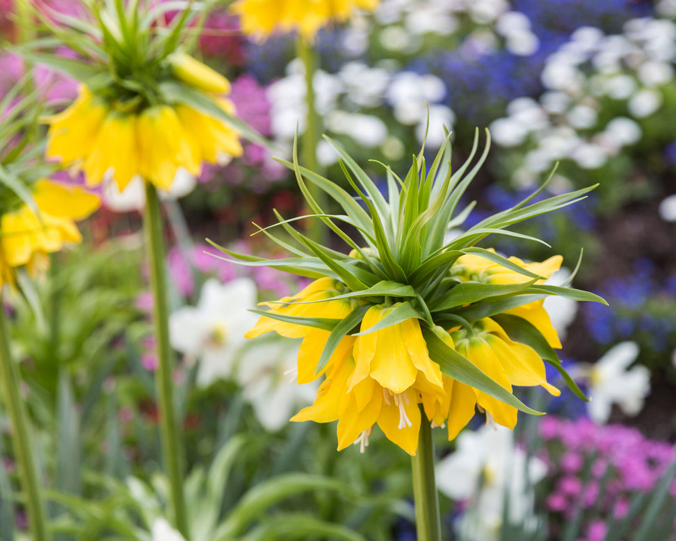 Fritillaria imperialis 'Lutea'