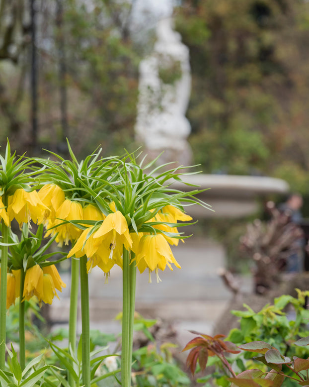 Fritillaria imperialis 'Lutea'
