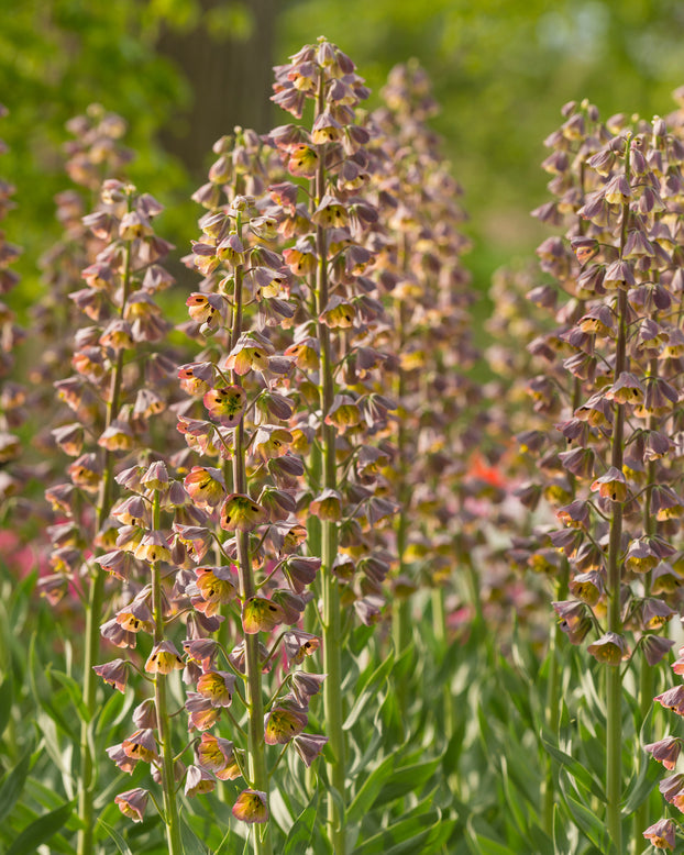 Fritillaria 'Magic Bells'