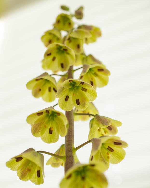 Fritillaria 'Magic Bells'