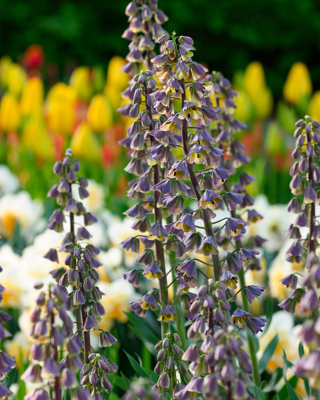 Fritillaria 'Magic Bells'