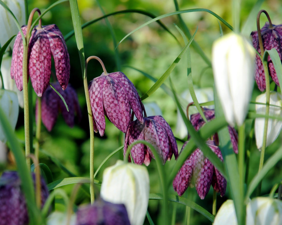Fritillaria meleagris 'Mix'