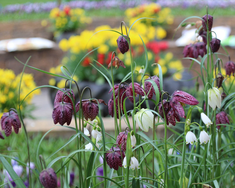 Fritillaria meleagris 'Mix'