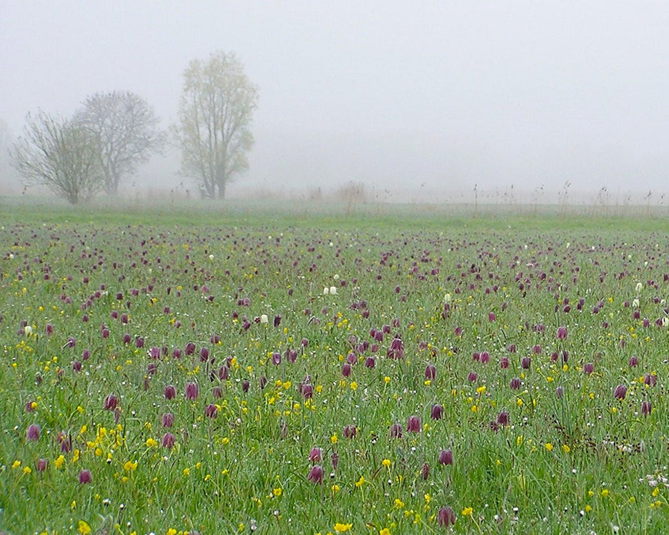 Flower BulbsMeleagris (Snake's Head) Bulbs UK - 2