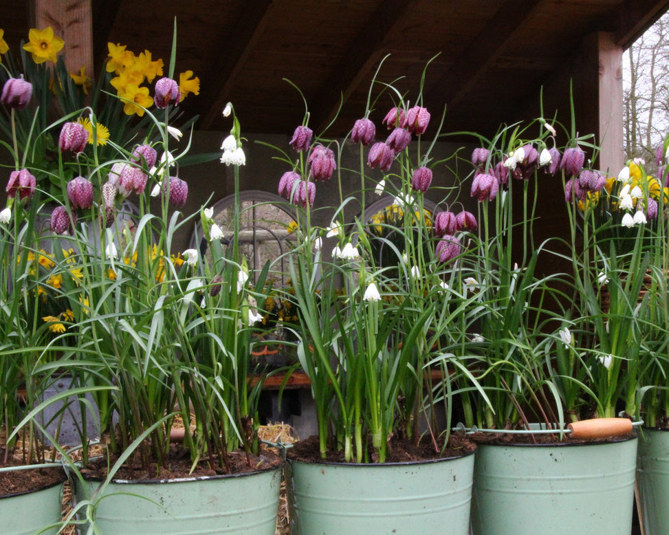 Fritillaria meleagris 'Mix'