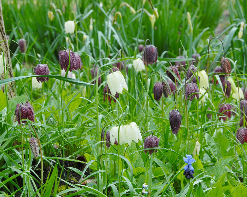 Flower BulbsMeleagris (Snake's Head) Bulbs UK - 3