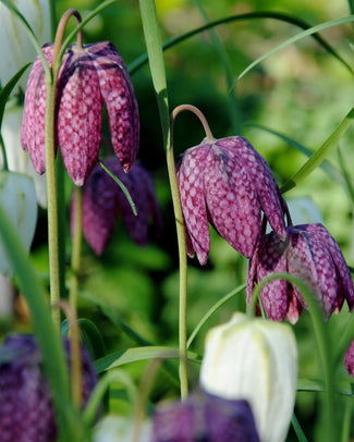 Fritillaria meleagris 'Mix' Fritillaria meleagris 'Mix'